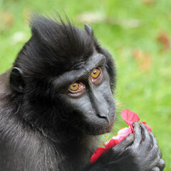 Wall Mural - Crested Macaque (Macaca Nigra) in natural habitat