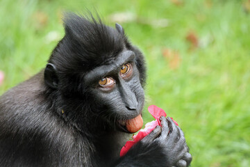 Wall Mural - Crested Macaque (Macaca Nigra) in natural habitat