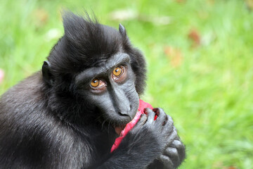 Wall Mural - Crested Macaque (Macaca Nigra) in natural habitat