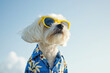 Dog with sun glasses. Empty space. Blue sky. Summer vacation and travel concept.