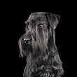 Black schnauzer dog