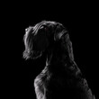 Beautiful black Mittelschnauzer dog