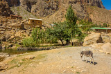 Fototapeta Desenie - Donkey in a village of the Fann Mountains,  Tajikistan