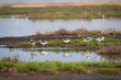 American Avocets in the Pond