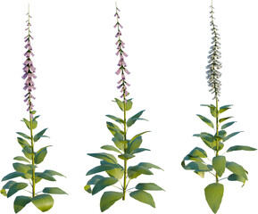 Poster - Digitalis purpurea 4K PNG CUTOUT