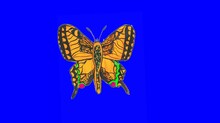 Butterflies Animation Blue Screen Video