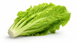 Leaf Lettuce on a White Background