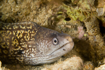 Wall Mural - Mediterranean moray (Muraena helena), also known as the Saint Helena moray, Capo Caccia, Alghero, Sardinia,. Italy Mediterranean sea.