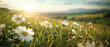 The golden sunlight of early evening softly illuminates a field of daisies, creating a dreamy and ethereal landscape