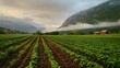 Potato field in Norway
