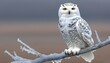 a-balloon-powered-snowy-owl-perched-on-a-frosty-br-