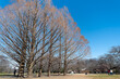 　公園の大木と青空