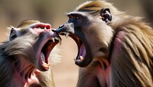 A-baboon-using-its-long-canine-teeth-to-intimidate-