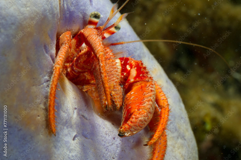 Mediterranean hermit crab (Dardanus arrosor) is a marine crustacean ...