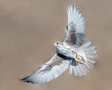 Prairie Falcon (Falco Mexicanus)