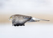 Northern Harrier or Marsh Hawk (Circus hudsonius))