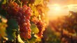 Rustic vineyard at golden hour, vintage charm