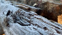 Background Of Bark Of Tree Close Up View Abstract Nature In Winter England UK 4K