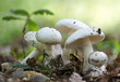 © antasfoto - Amanita virosa, known in Europe as the destroying angel, a deadly poisonous mushroom
