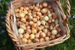 Steckzwiebeln in einem Korb im Garten