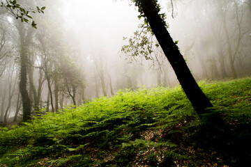 Wall Mural - misty morning in the forest. Fog in the Monte Arci forest, Oristano. Sardinia. Italy