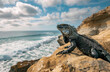 A sea iguana basking in the sun on La Jolla Beach, San Diego, California, with rugged cliffs and waves crashing against them in the background