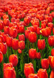 spring floral nature background. beautiful tulips field. Bright red Tulips in garden. blossom tulip flowers, symbol of spring season. template for design. full frame