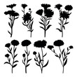 Calendula flower medicine plant silhouette stencil templates