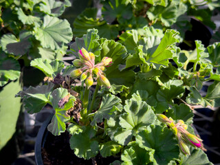 Wall Mural - A view of leaves from several geranium plants.