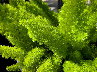 Wall Mural - A view of a potted asparagus fern, seen at a local nursery.