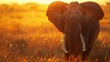 Sunset elephant