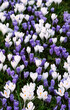 Beautiful spring nature background. blossoming purple and white flowers crocus in garden, floral nature image. first flowers in early spring season.