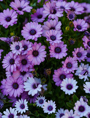 Wall Mural - Light & dark daisies in bloom