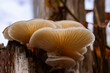illuminated lamellae on the bottom of a tree mushroom