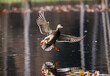 a duck lands in a pond
