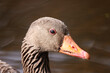 portrait picture of a grey goose