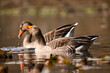 two swimming grey geese in a forest pond