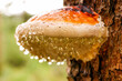 tree mushroom with many water drops