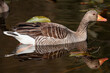a swimming grey goose in a pond