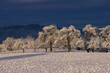frozen trees in wintry switzerland