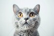 Eine graue Katze mit großen Augen 