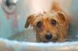 © Torrent - the woman is a small brown dog in a bathroom sink in th ada8956e-76a2-4be3-922a-bd680ede7d9e