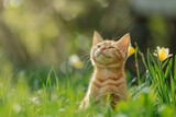 Fototapeta Koty - funny cat enjoying the begining of the blooming spring