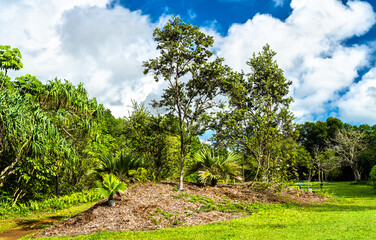 Canvas Print - Ho'omaluhia Botanical Garden on Oahu island, Hawaii