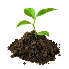 Wall Mural - Small green plant in a mound of soil on a white background. Citrus plant.