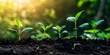 New growth sprouts in fertile soil showcasing effective water consumption and carbon dioxide removal in agriculture. Concept Agricultural Sustainability, Soil Health, Carbon Sequestration