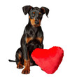 Black and Brown Dog Sitting Next to Red Heart