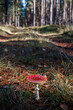 Red mushroom toadstool in the forest