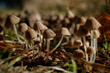Tintlings mushrooms on a green meadow