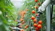 A robotic arm efficiently picks harvesting product, a type of vegetable, in a greenhouse to produce healthy and natural foods. AIG41